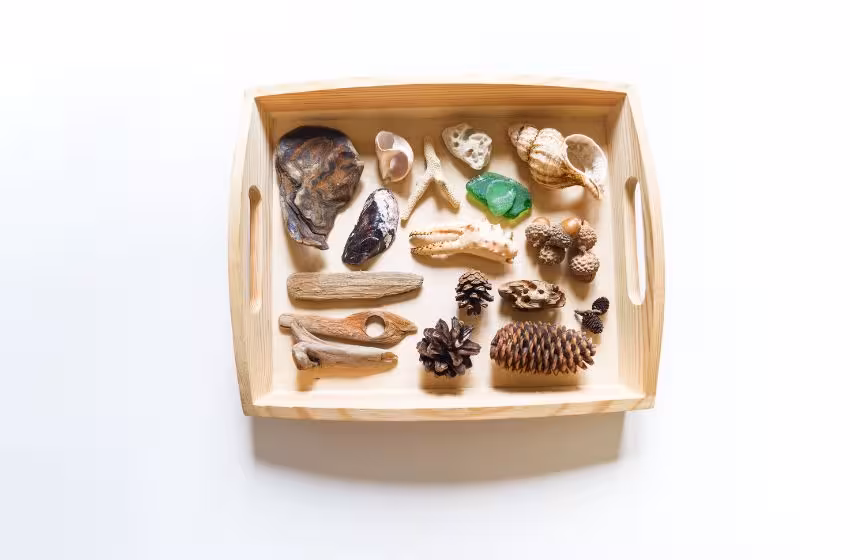 Nature Discovery Tray