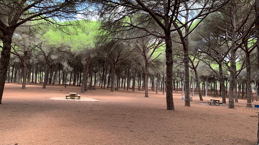 Pinar del Rey