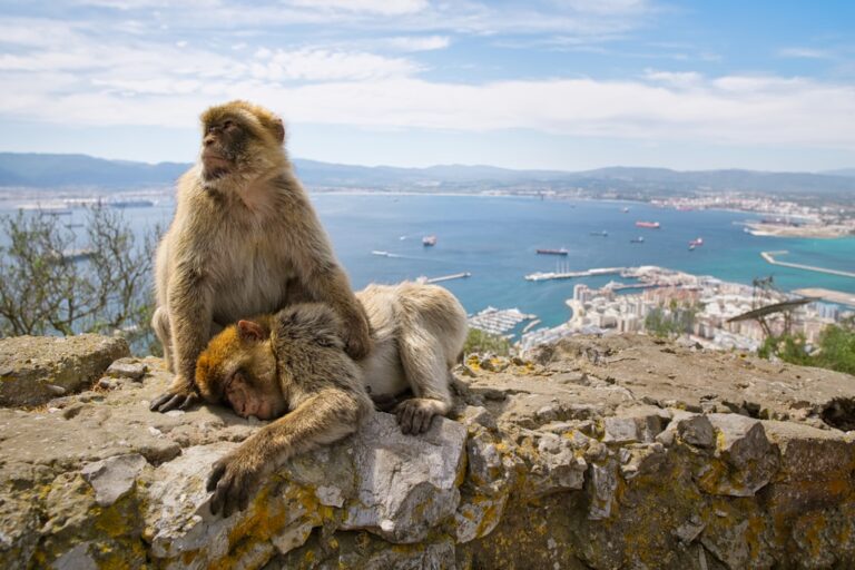 Aula diversa en un colegio internacional cerca de Gibraltar