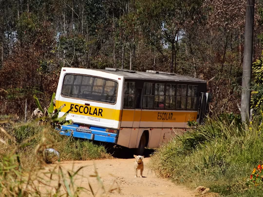 yellow and blue bus on green grass field during daytime