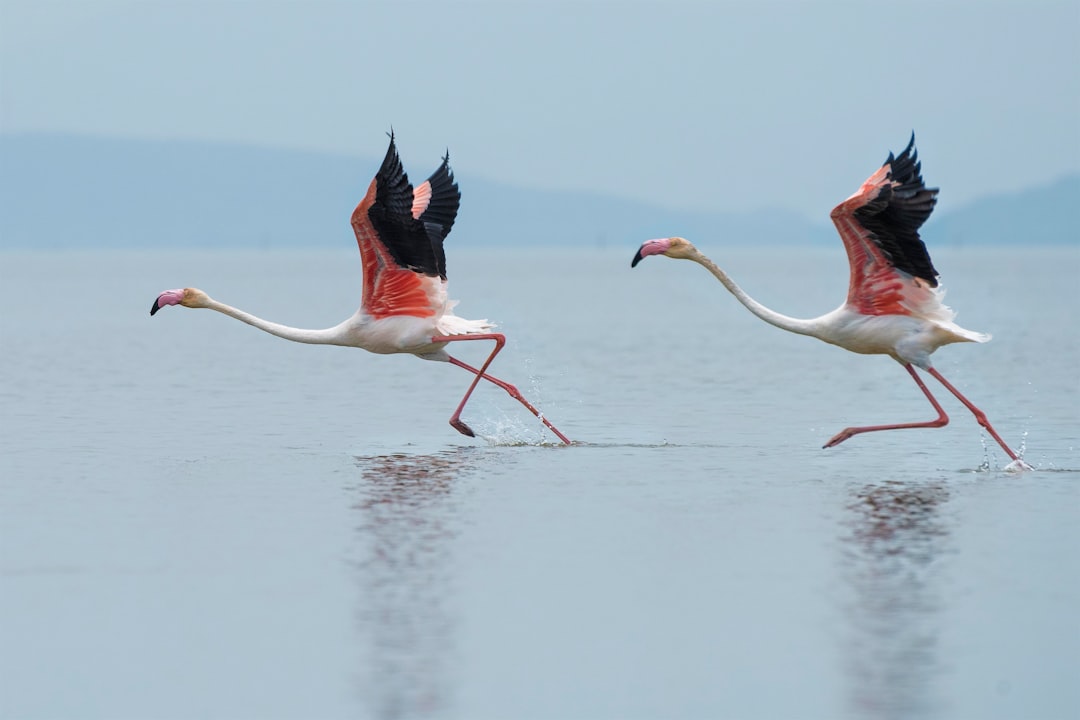 Colegios en Los Flamingos Resort Estepona (Guía Montessori)