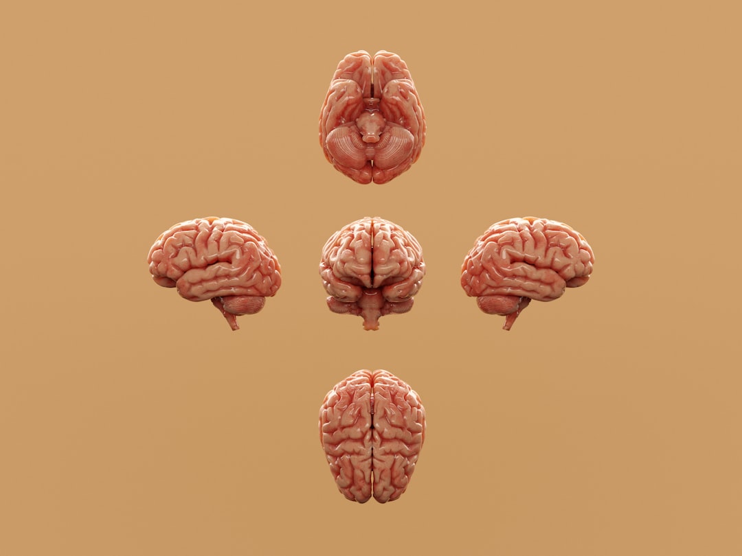 Montessori y neurociencia - Desarrollo cerebral y aprendizaje en la infancia temprana