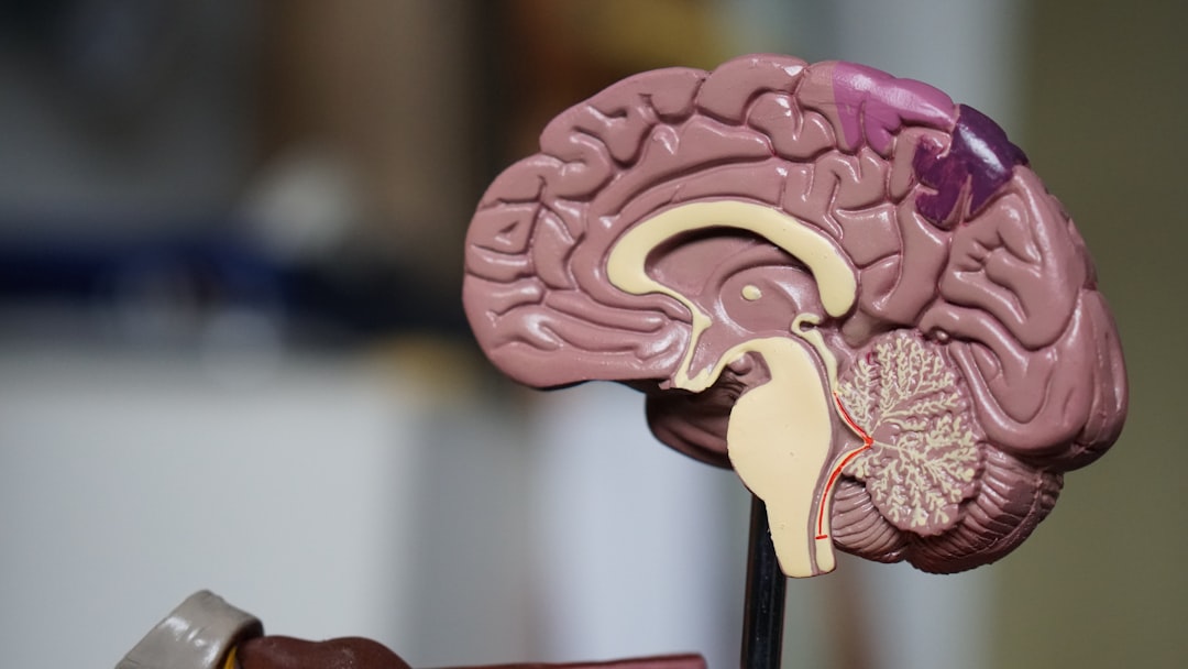 rabietas en niños - El cerebro infantil en desarrollo: la amígdala domina antes que el neocórtex.