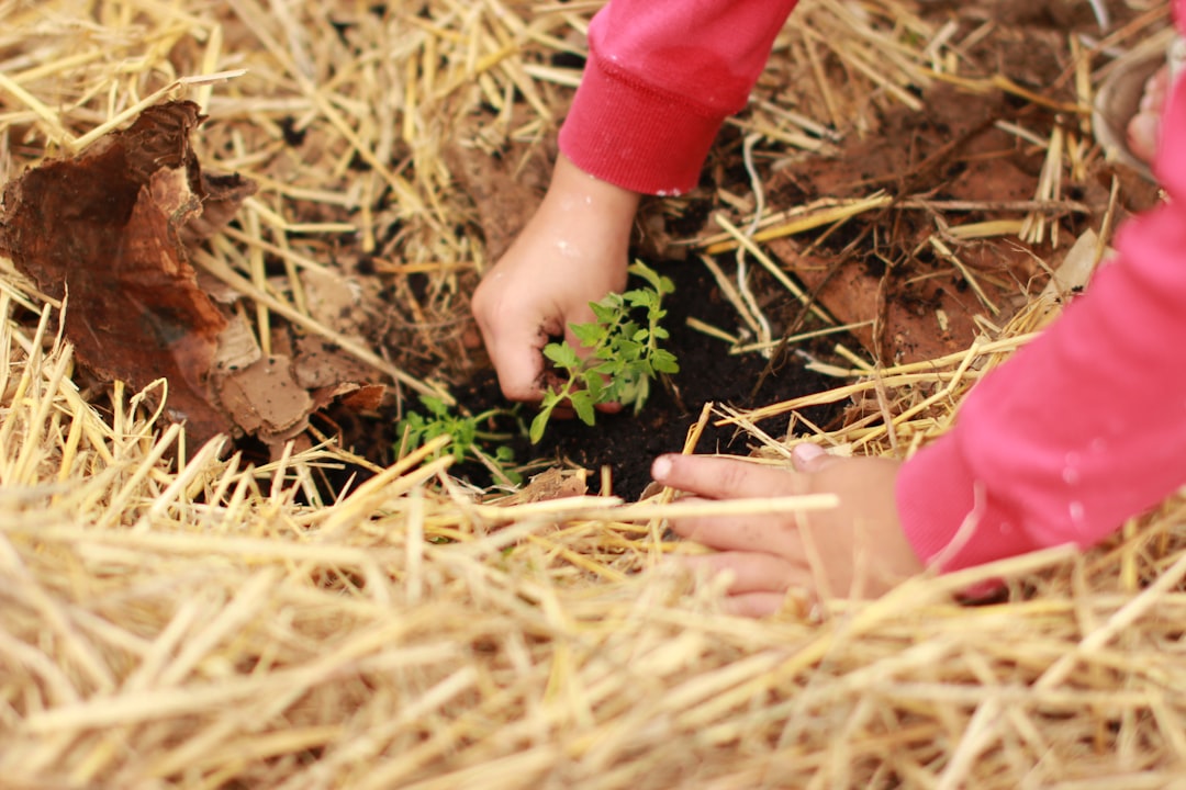 inapetencia infantil - El huerto escolar transforma la relación de los niños con la comida